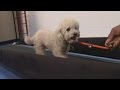 Gym for dogs opens in Washington DC Gym for dogs opens in Washington DC