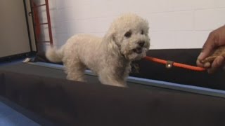 Gym for dogs opens in Washington DC screenshot 2