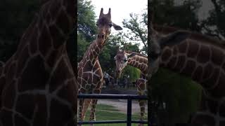 Zoo Shorts Giraffe #5