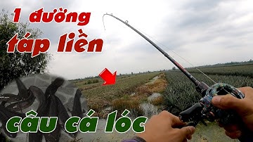 Câu Lure Cá Lóc ✅ Câu Cá Lóc Tân Phước Vừa Ra Cần Một Đường Cá Táp Liền | Tâm Râu Vlog #369