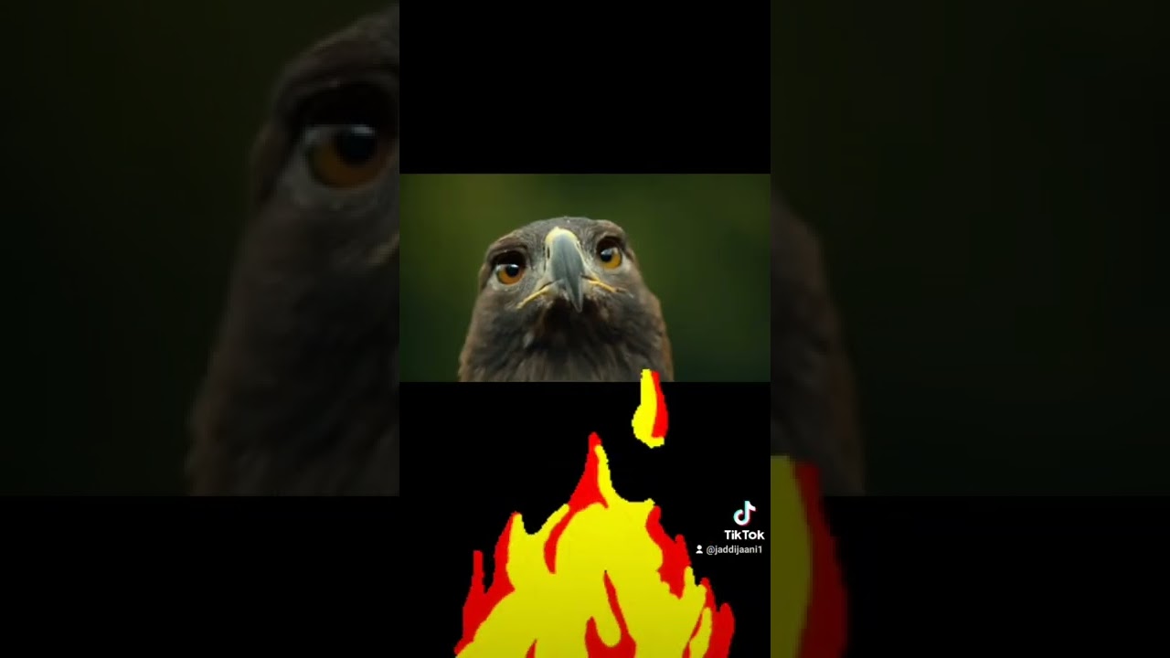 eagle boy YouTube