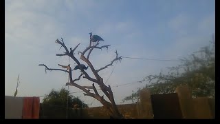 Peacock Sitting On The Tree وڻ تي ويٺل ٿر جا مور پکي
