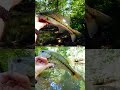 Answer to What's That Bass Wednesday 02 19 2025 #shorts  #bassfishing #fishing #blackbass