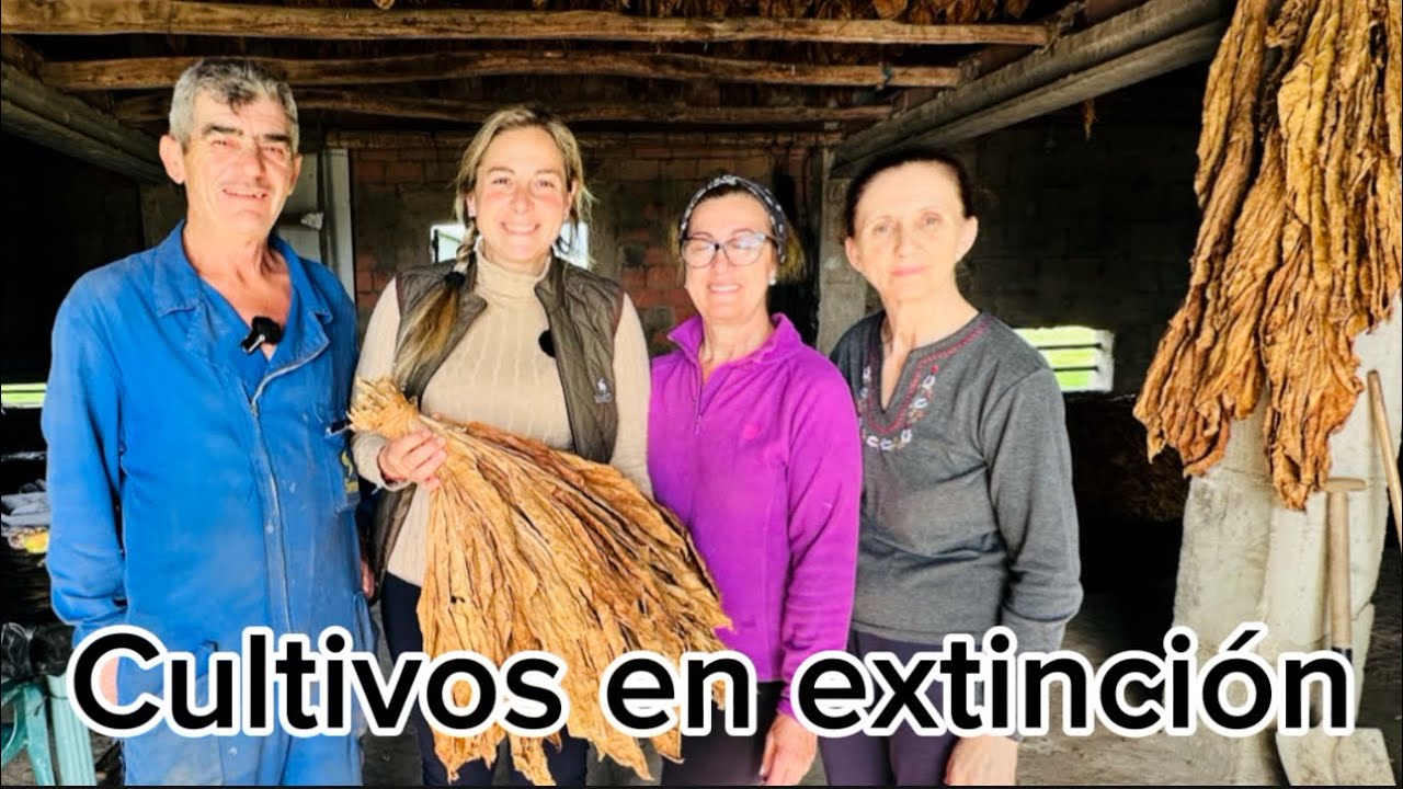 De la tierra extremeña al cigarrillo: Historia del cultivo del tabaco en Extremadura