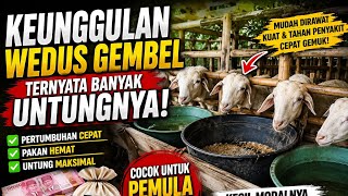 The Advantages of Wedus Gembel (Gibas Sheep) – Why They Are Perfect for Beginner Farmers?