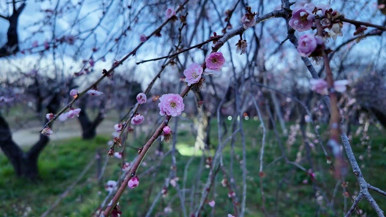 梅ライトアップ見に行ってきた