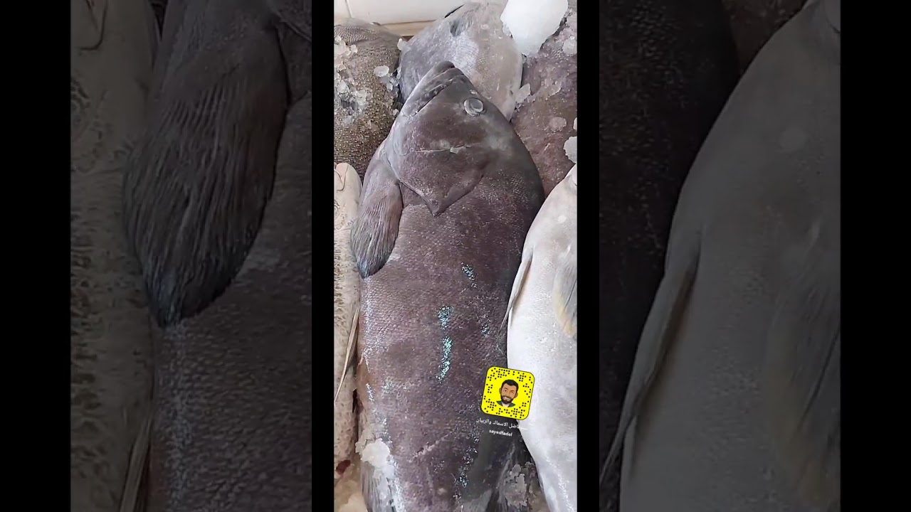 الفرق بين سمك السود و الهامور المستور