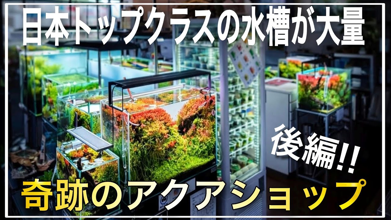 Top-tier in Japan!! An Aqua Shop with Tons of Layout Tanks!! Part