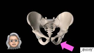 The bony pelvis screenshot 5