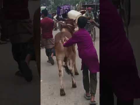 কবুল করো আমার কোরবানি#foryou #cowlover #tranding #গরুর_হাট