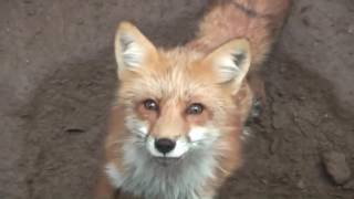 ふわっふわ！世界でも珍しい”キツネ抱っこ体験” - YouTube