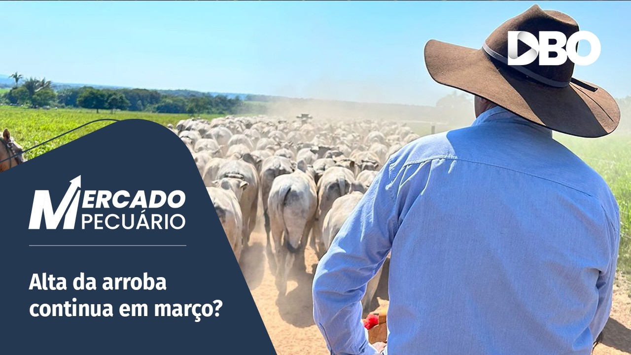 Boi gordo em alta: pecuarista vai seguir ditando o ritmo do mercado?