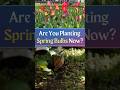 Gardening Together - Spring Bulb Planting Made Easy #shortsfeed #shorts #short #shortvideo #new