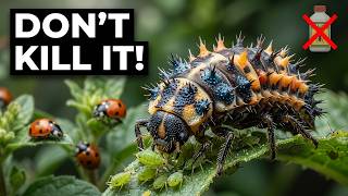 The Four Stages of Ladybug Development You Need to Know