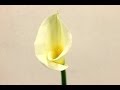 カラーの花言葉、特徴、使い方、テクニックをトッププロが丁寧に教えます～I will teach you about a plant called Calla lily
