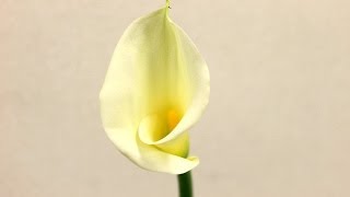 カラーの花言葉、特徴、使い方、テクニックをトッププロが丁寧に教えます～I will teach you about a plant called Calla lily