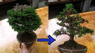 樹冠部を失った津山桧を作り直す ♯650 - YouTube
