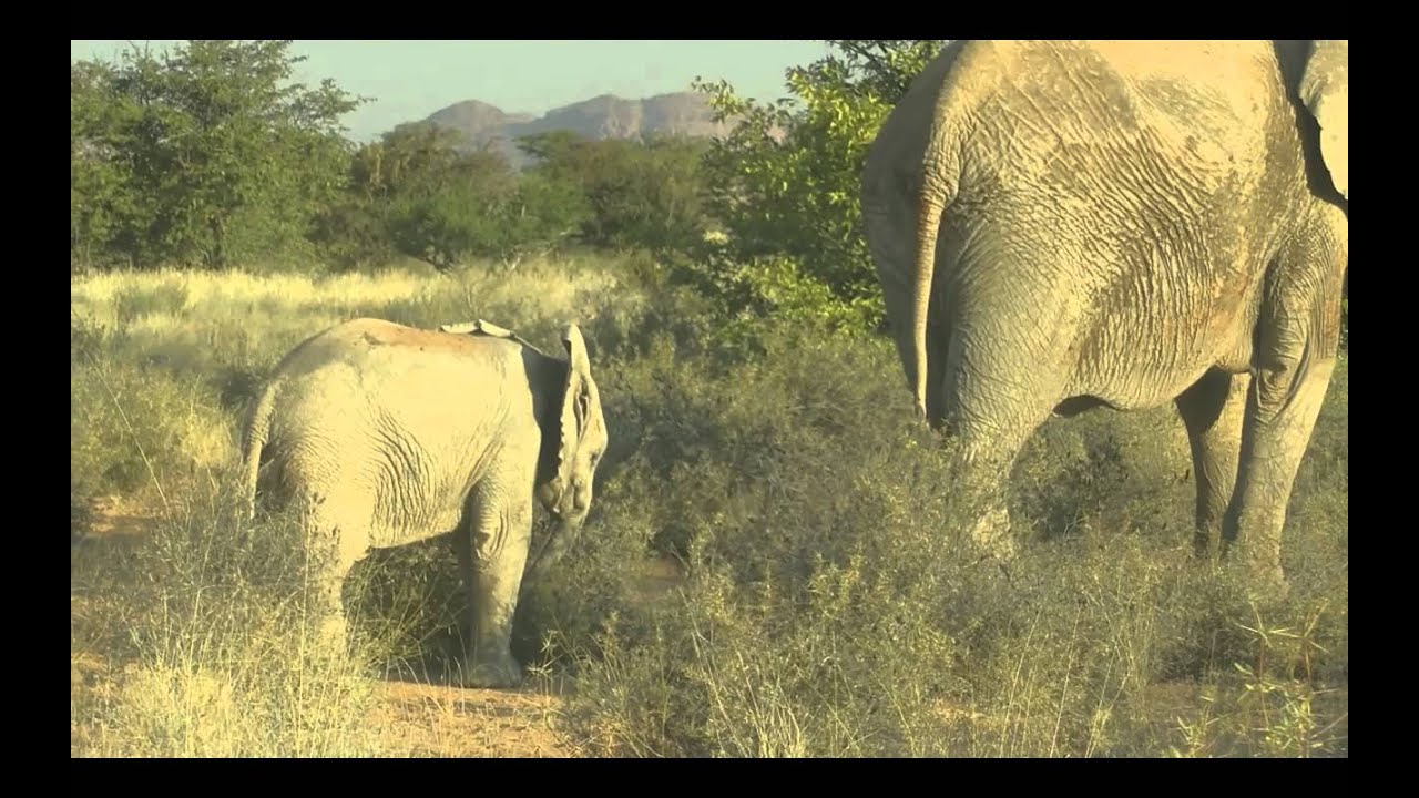 EHRA 2011 - Elephant human relations aid
