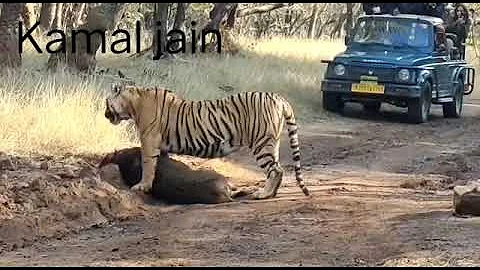 tiger hunt a pig ranthambore National Park  sawai madhopur rajasthan