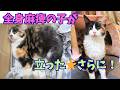 【158保護猫】全身が硬直して動けなかった女の子が驚きの復活⭐︎スコティッシュの妊娠猫が外で…
