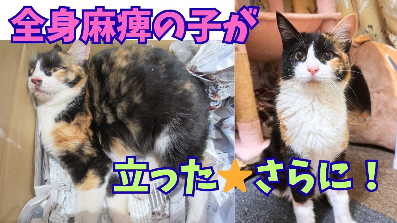 【158保護猫】全身が硬直して動けなかった女の子が驚きの復活⭐︎スコティッシュの妊娠猫が外で…