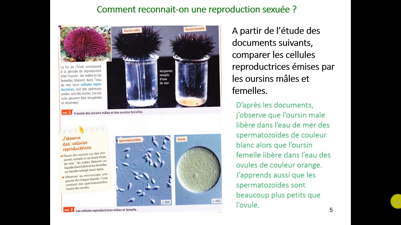Contrôle Svt 5ème Reproduction Sexuée Et Asexuée