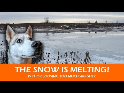The Snow Fort Is Melting | Is Thor losing weight?