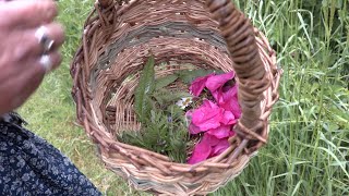 Wild food can offset rising costs says a forager in Cornwall