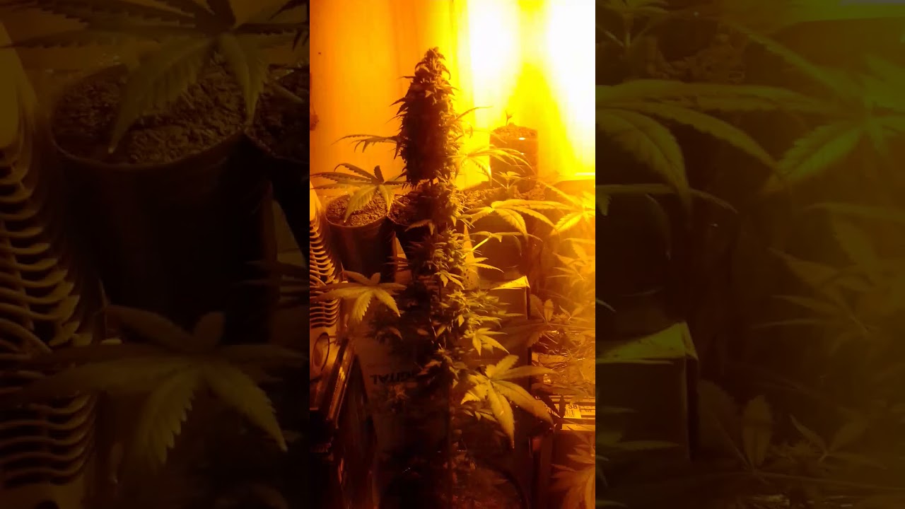 Automatic lemon skunk :tusemylla