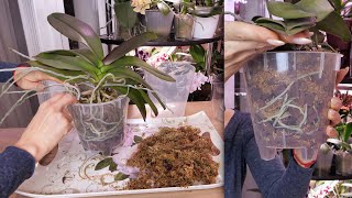 видео: МОЩНАЯ орхидея, но НЕ ЦВЕТЁТ, ЗАСТАВИМ! ДО СИХ ПОР НЕ ПОНИМАЮ, КАК Я ЭТО СДЕЛАЛА! картинка: МОЩНАЯ орхидея, но НЕ ЦВЕТЁТ, ЗАСТАВИМ! ДО СИХ ПОР НЕ ПОНИМАЮ, КАК Я ЭТО СДЕЛАЛА!