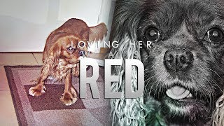 R.I.P. Myy || Loving her was red