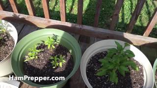Small Lot Garden Update 4-28-2016 by HamPrepper 17 views 7 years ago 3 minutes, 56 seconds