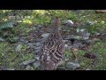 20131209大雪山野鳥紀實