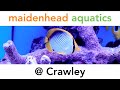 #FishKeeping #MaidenheadAquatics #CommunityFish #MarineFish #CleanupCrew #Corals #Crawley #Aquarium #Fish #Pond #Aquatics #Pets #FishTank

From the day we opened the first store in the centre of Maidenhead, we've firmly believed that one of the key ingredients to our success is employing fish keepers. Our staff are people who share your enthusiasm and if you've visited more than one of our stores, you'll know that as the UK's leading chain with outlets nationwide, each branch has its own character and specialities.

For more detailed information on this store, please see Crawley's page on our website: https://www.fishkeeper.co.uk/storefinder/crawley/

http://www.fishkeeper.co.uk
http://www.facebook.com/fishkeeper.co.uk
http://twitter.com/the_fishkeeper

Please note that we cannot answer questions via this site- please call one of our stores for any queries you may have regarding this video or any other aquatic topic. 

Thank you