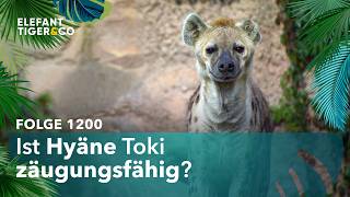 Rundum Check bei Hyäne Toki (Folge 1200) | Elefant, Tiger & Co. | MDR