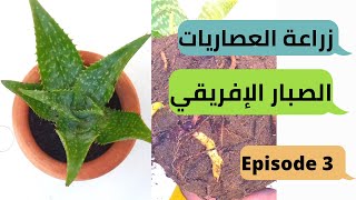 زراعة العصاريات |3 طريقة العناية وإكثار نبات الألوفيرا المزيفة _الصبار الأفريقي _care Aloe saponaria