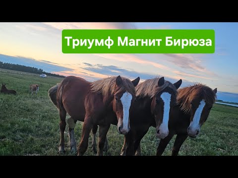HORSES STAND QUIETLY! REVIEW AND ROLL CALL!