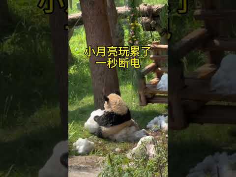 小月亮玩累了，一秒斷電，趴在雪球上降溫！ 辰辰🐼🇨🇳 #大熊貓小月亮 #國寶大熊貓 thumbnail