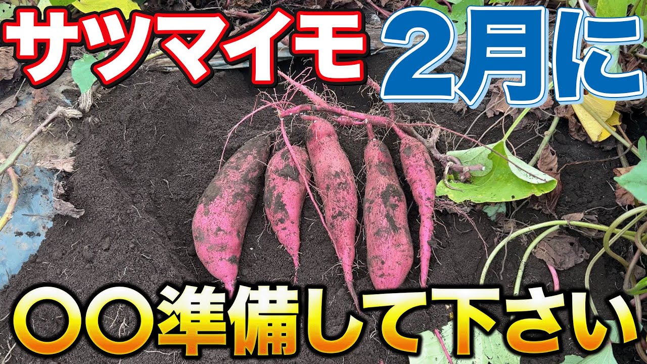 【今からです】サツマイモ栽培を成功させるためにすぐにやって欲し〇〇作業