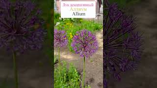 Декоративный лук или Аллиум (Alium).🌼