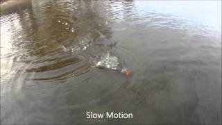 Video: Artificial fish Pop'n Dog Sacura