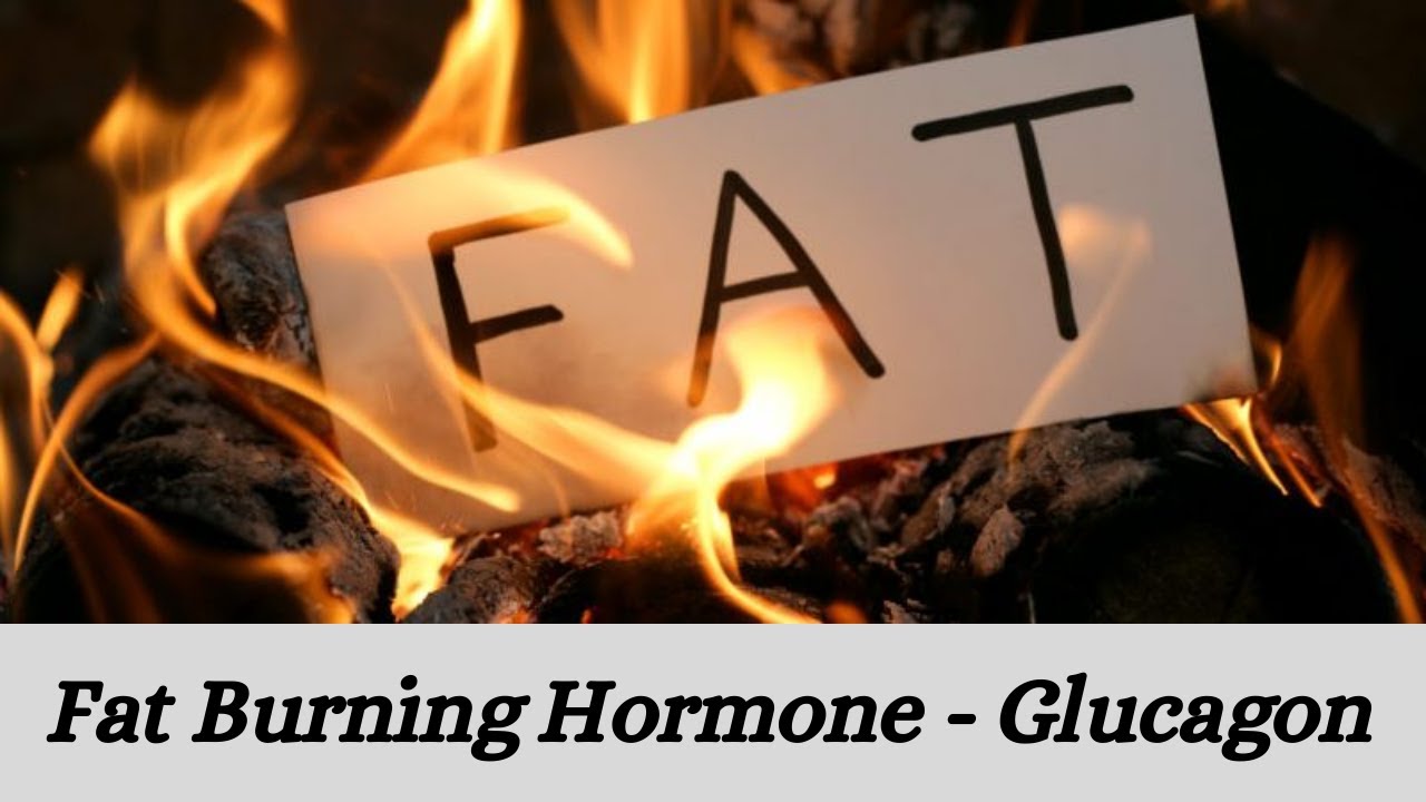 3 mins live 29 Fat burning hormone Glucagon! YouTube