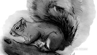 Time Lapse Squirrel Drawing in Photoshop