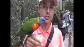 Pappagalli affamati... #10 - Lory Landing - Busch Gardens Tampa (2012)
