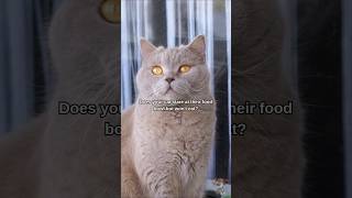 Your Cat's FOOD BOWL Is Actually HURTING Them! 🐱 #shorts #cat #cats #pet #pets