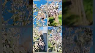 @-earth.plants-animals Buddleja officinali flos,butterfly bush flowers,lulet e shkurre fluturës🐝