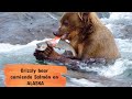 ¡ VIRAL OSO Comiendo Salmon en ALASKA 🐻🐟 NO APTO para personas sensibles!!