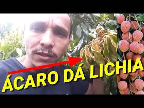 Vídeo: Compreendendo os problemas da lichia - Aprenda a manter as lichias saudáveis