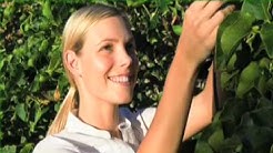 Mitchell Tree Service, Inc Redwood City, C