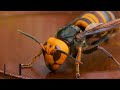 This Hornet Killed 43 People Because They Stank! Over 1000 Were Left Injured... #shorts